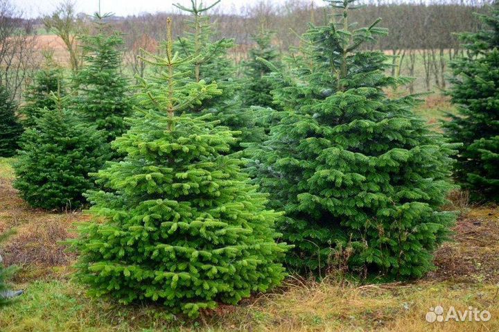 Ель Голубая из питомника с доставкой