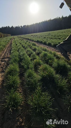 Саженцы сосны и ели окс оптом