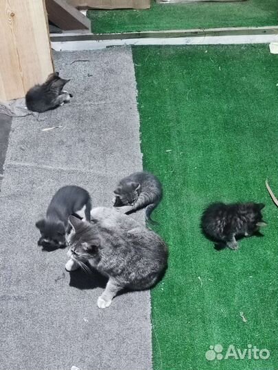 Котята без оплаты