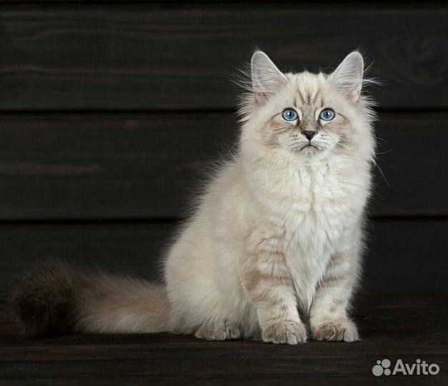 Мурчащий антистресс