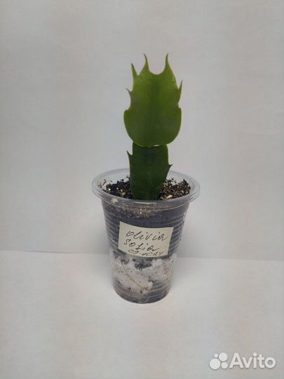 Декабрист шлюмбергера махрового сорта Olivia Sofia