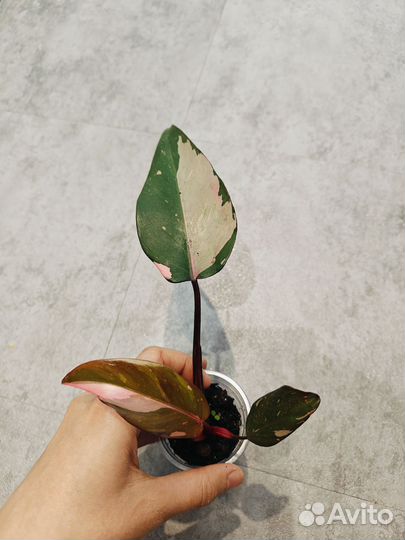 Филодендрон розовая принцесса