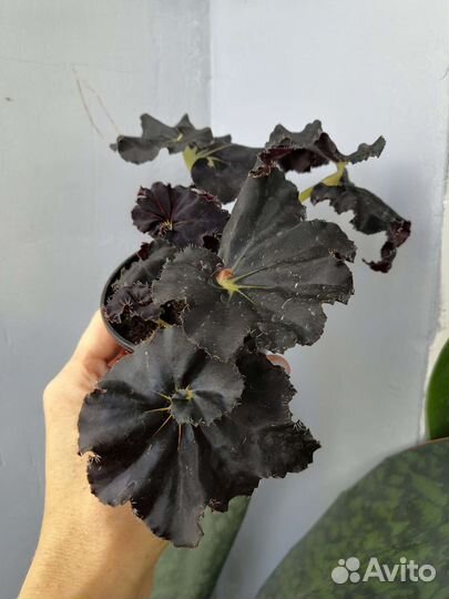 Бегония, циссус, алоказия, антуриум