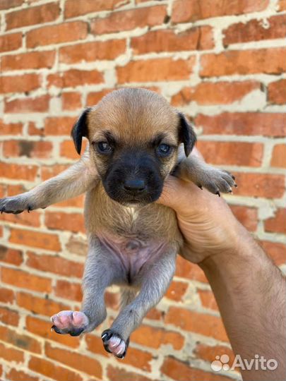 Мини малыши