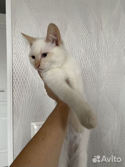 Котенок белый