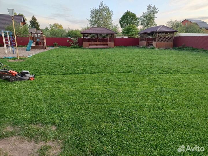 Трава газонная, скошенная