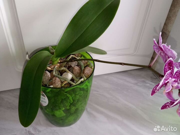 Орхидея фаленопсис