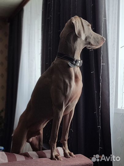 Веймаранер