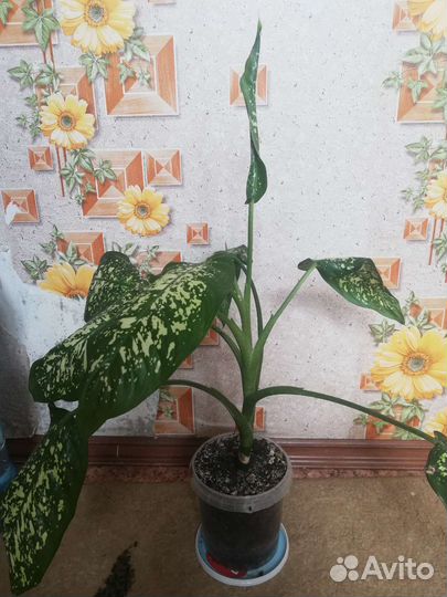 Комнатные растения