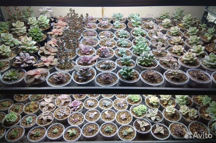 Суккуленты