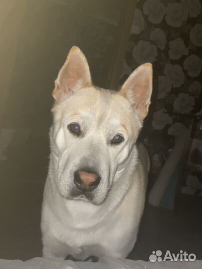 Ищем девочку для случки