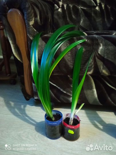 Гиппеаструм