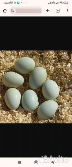 Утинные яйца