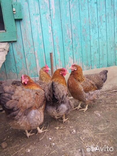 Билефельдер Инкуб/яйцо