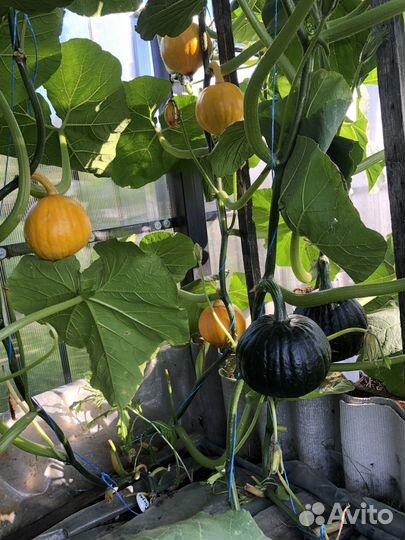 Капуста, чеснок, морковь, свекла, тыква, огурцы