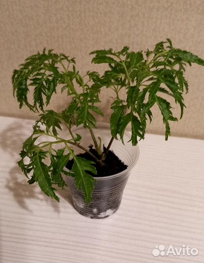 Комнатный цветок полисциас