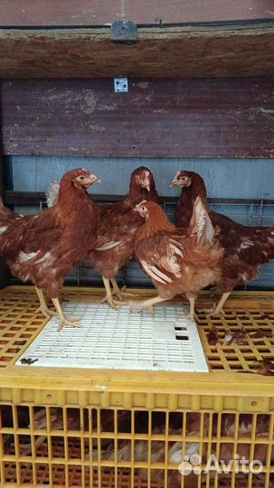 Куры молодки несушки