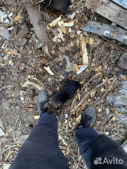 Щенки бесплатно