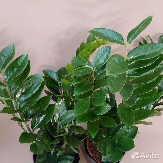 Замиокулькас Комнатные растения Тюмень
