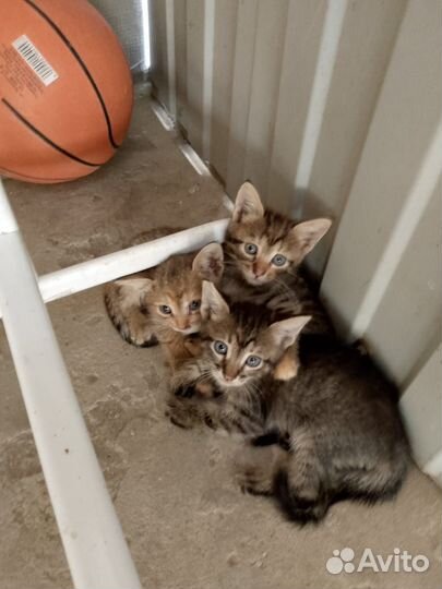 Котята в добрые руки