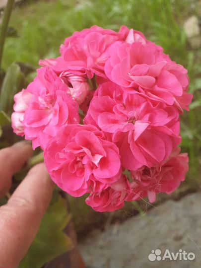 Герань пеларгония розебудная