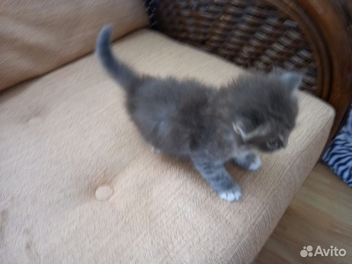 Котенок сибирская порода бесплатно