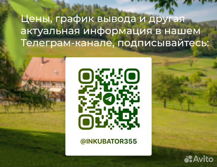 Утята суточные Агидель