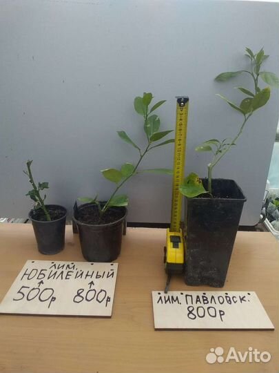 Комнатные цитрусы.Саженцы,Санкт-Петербург