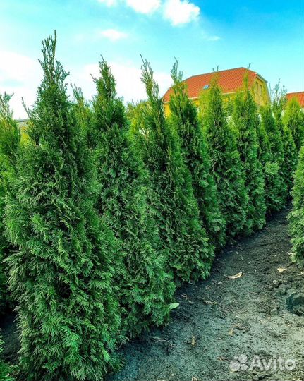 Туи оптом с доставкой