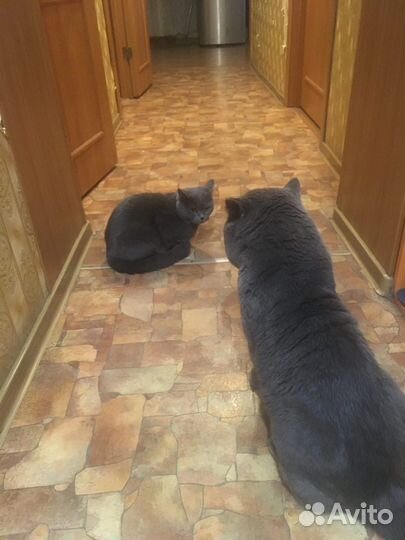 Британские котята