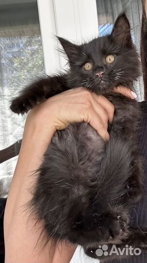 Черный котик в семью