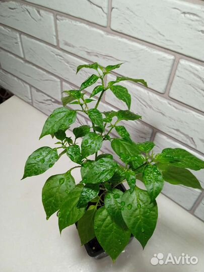 Перец острый