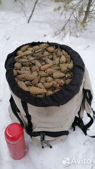 Семенная сосновая шишка