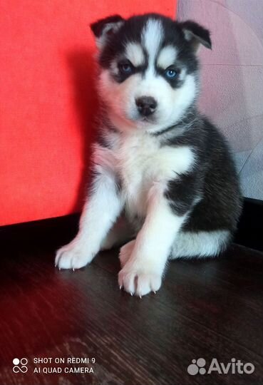 Щенки хаски
