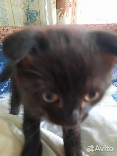 Котенок мальчик