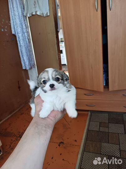 Щенки чихуахуа мини девочка и мальчик
