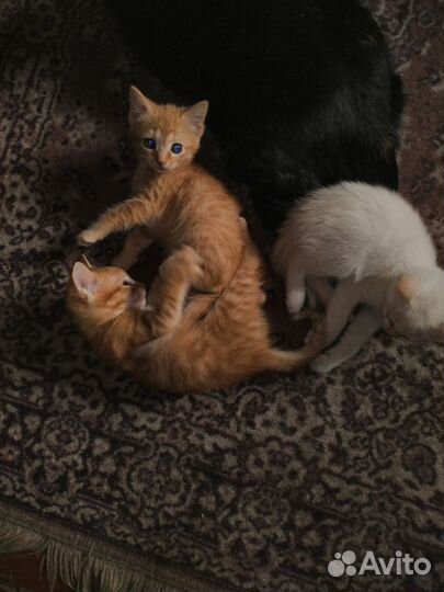 Котята в добрые руки