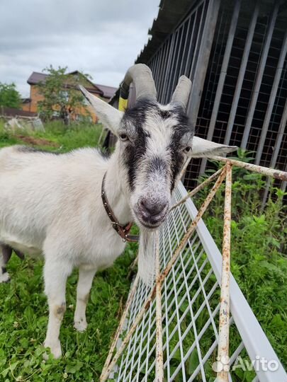 Коза дойная альпийская