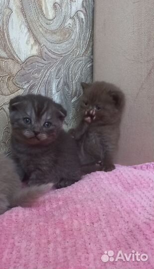 Шотландские вислоухие котята