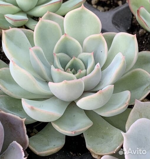 Эхеверия, кактус, суккуленты