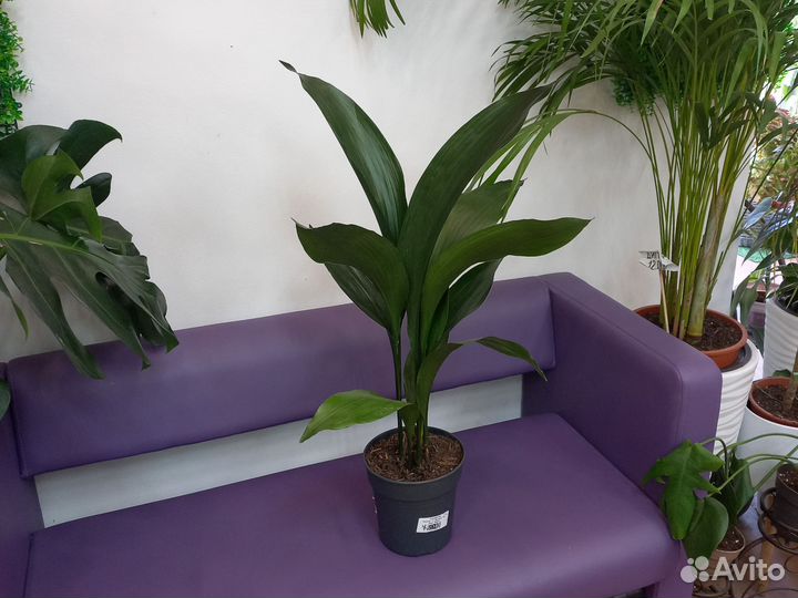 Комнатные растения