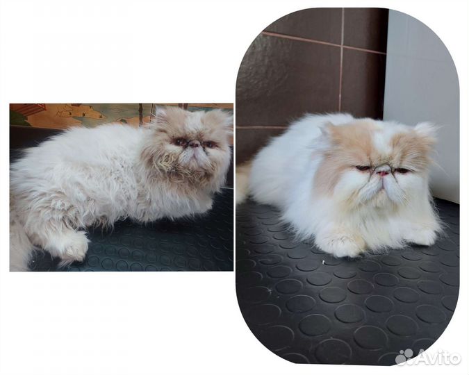 Услуги грумера на Троллейной