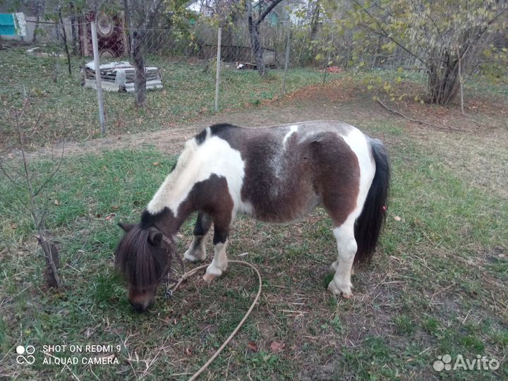 Шетлендские пони