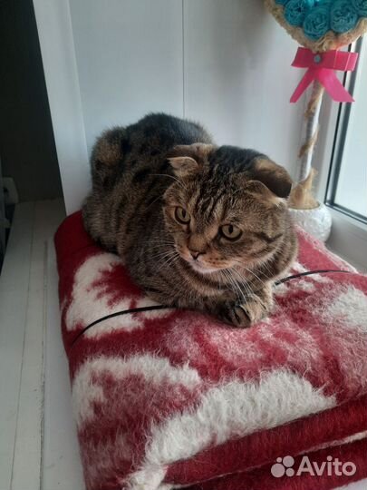 Котик ищет дом