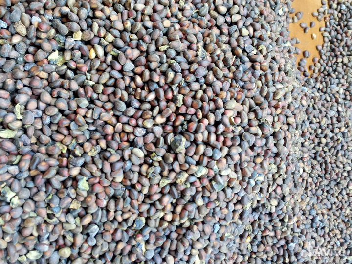 Прием кедровай шишки