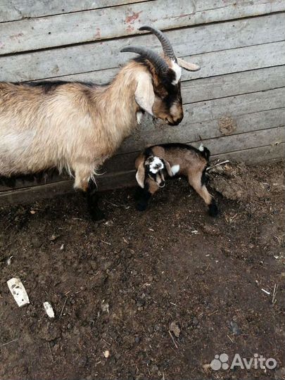 Козье молоко