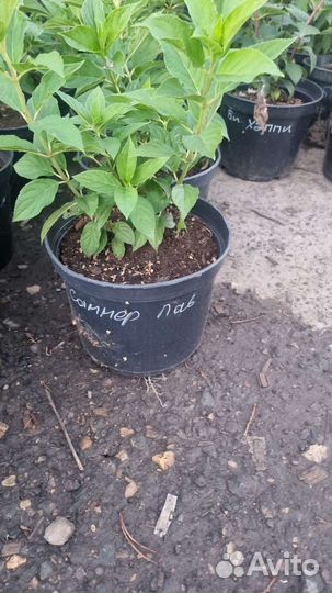 Гортензия Саммер Лав