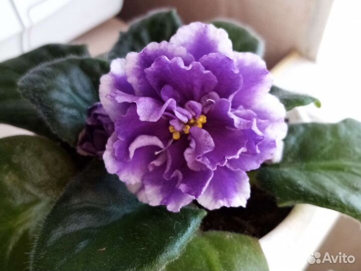 Фиалка цветущая