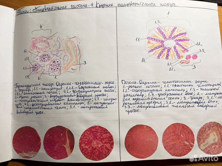 Альбом по гистологии