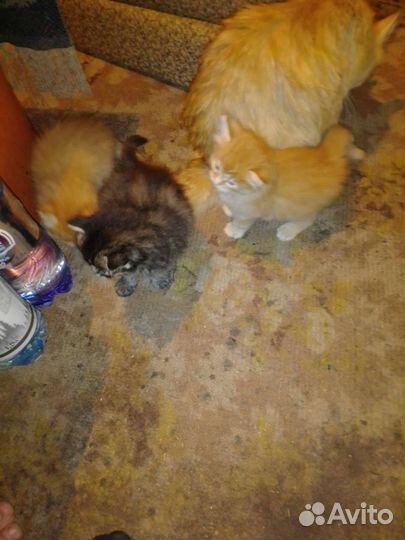 Котята в добрые руки бесплатно коты